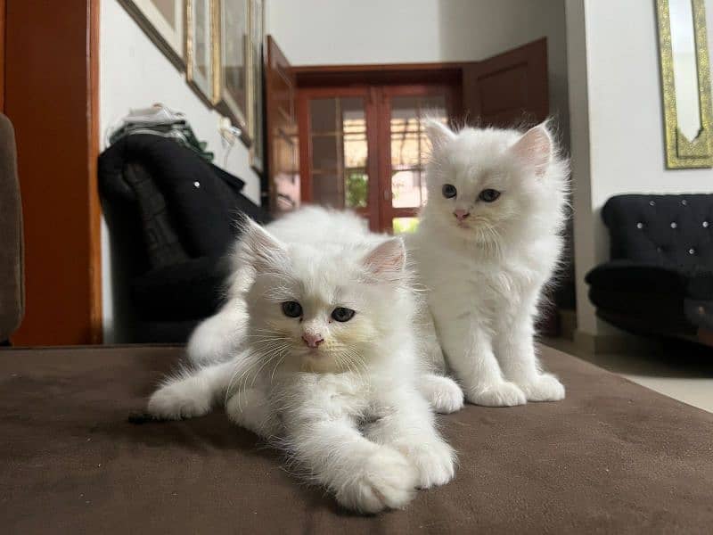 | Triple Coated | White Persian Kitten 2