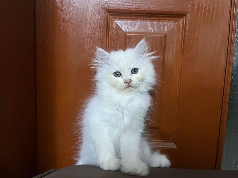 | Triple Coated | White Persian Kitten 3