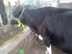 cow for sale