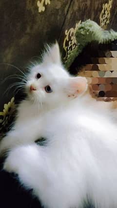 white blue eyes Female Persian kitten