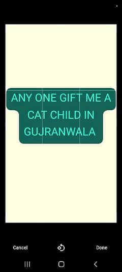 Any one gift me a cat