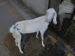 Bakra