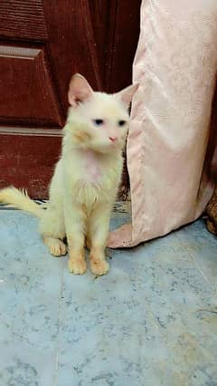 Persian male cat for sale