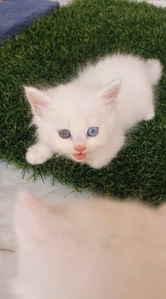 cat for sale | pershian kitten | punch face kittens | tripple coated 4