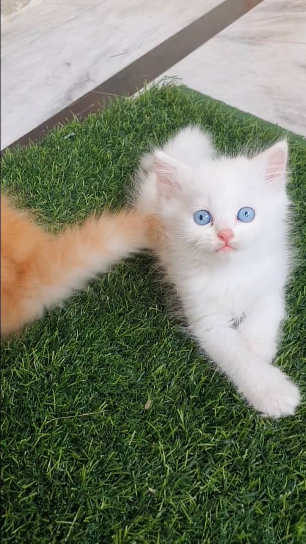 cat for sale | pershian kitten | punch face kittens | tripple coated 5