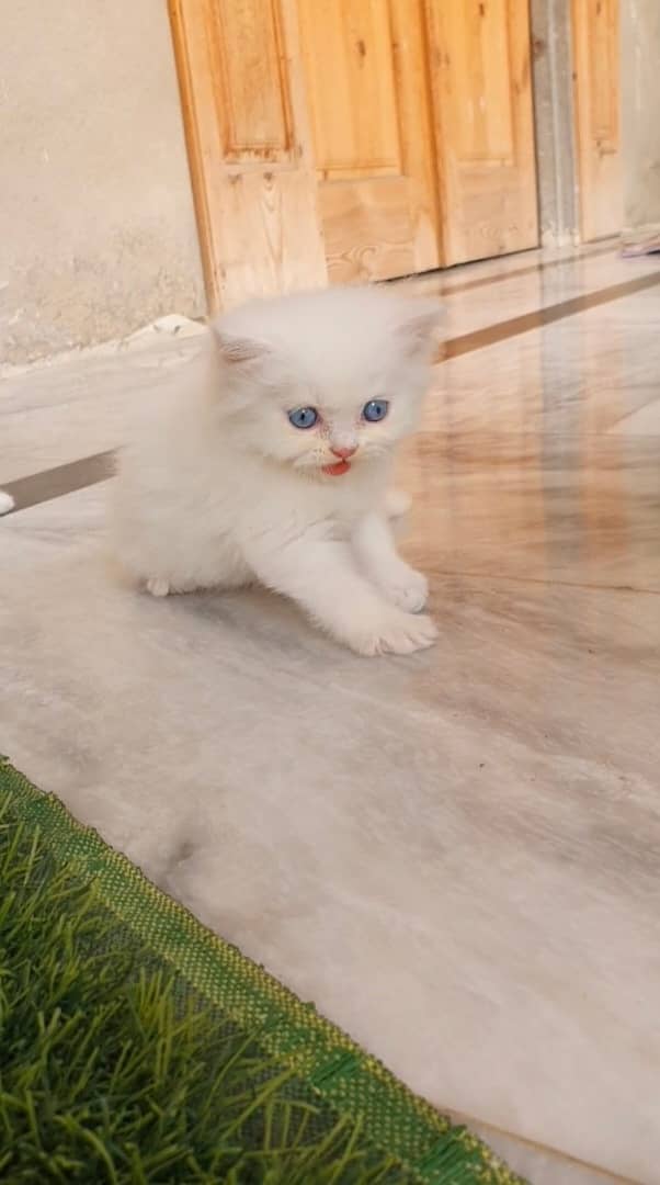 cat for sale | pershian kitten | punch face kittens | tripple coated 7