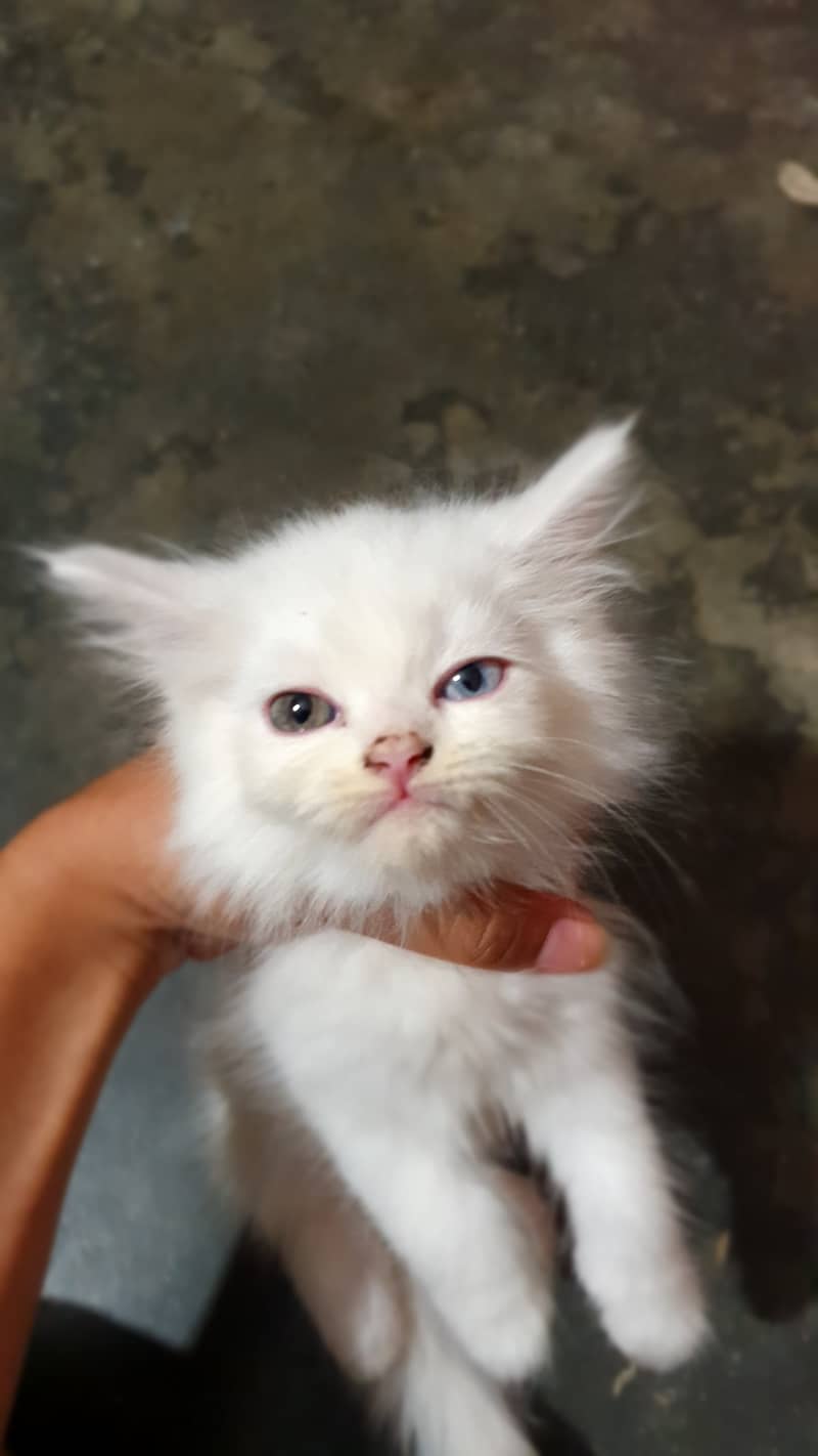 cat for sale | pershian kitten | punch face kittens | tripple coated 9