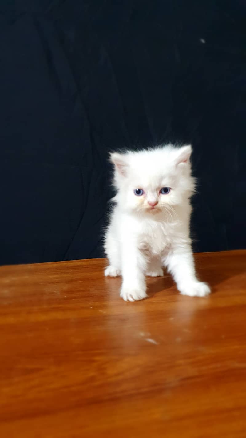 cat for sale | pershian kitten | punch face kittens | tripple coated 11