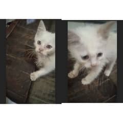 45 days age Cute Persian kittens