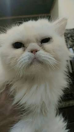 punch face Persian