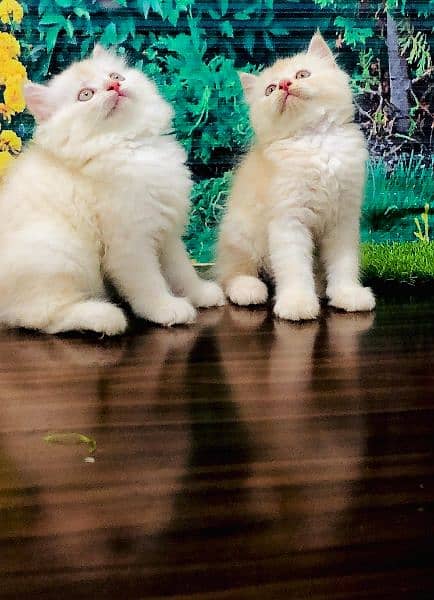 Persian kittens cats 3