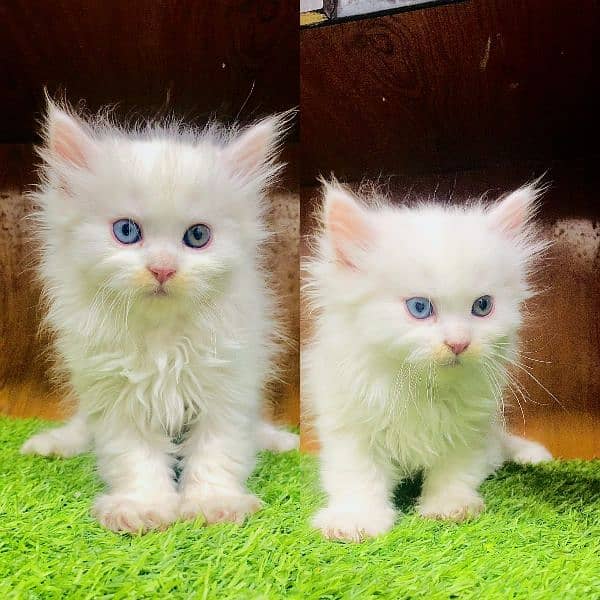 Persian kittens cats 4