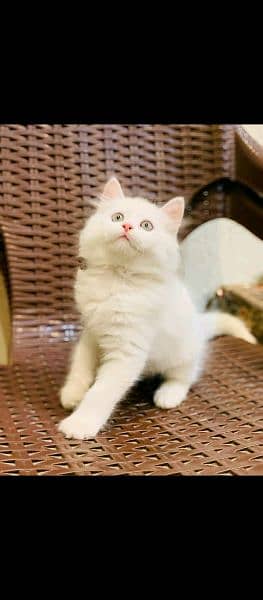 Persian kittens cats 5