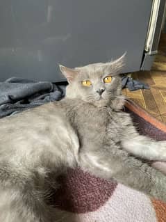 Syrian Chartreux | 3-4 Years Age, Male | Super Adorable and Fluffy