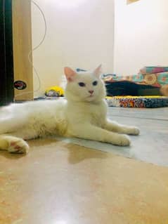 blue eyes white pershion cat urgent sell. discount hojayga. 03112683916