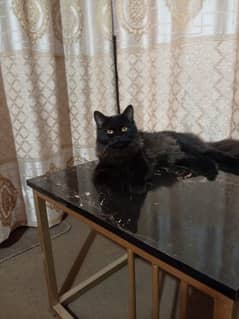 1-Year-Old Female Black Persian Kitten  Double Coat & Doll Face