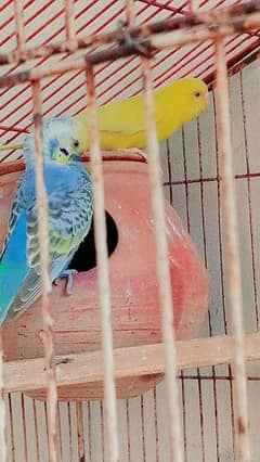 one pair budgies