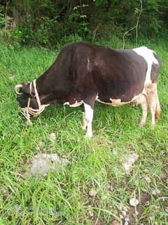 jarsi frezion cow