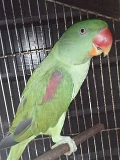 Raw parrot Male For Sale