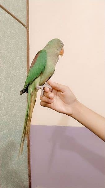 Raw Parrot available for Sale 0