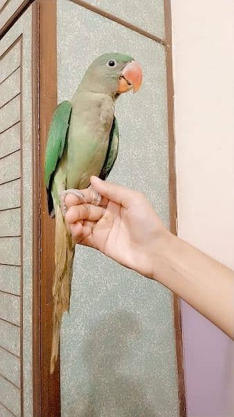 Raw Parrot available for Sale 1