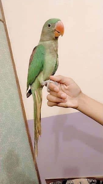 Raw Parrot available for Sale 2