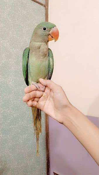 Raw Parrot available for Sale 3