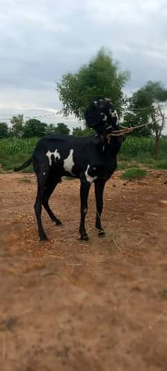 Brider Bakra for sale