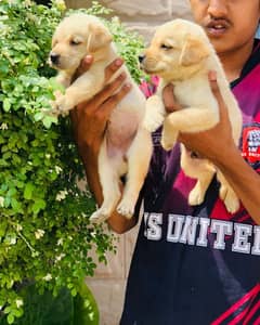 labrador puppy