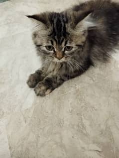 TRIPLE COAT PERSIAN KITTEN FOR SALE