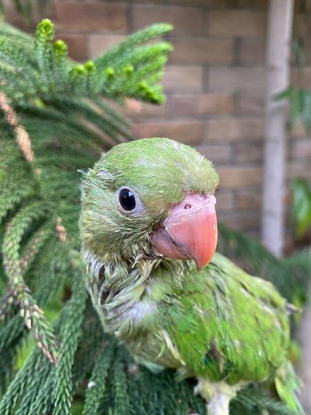 Green Ringneck Tota for sale at best price!! 0