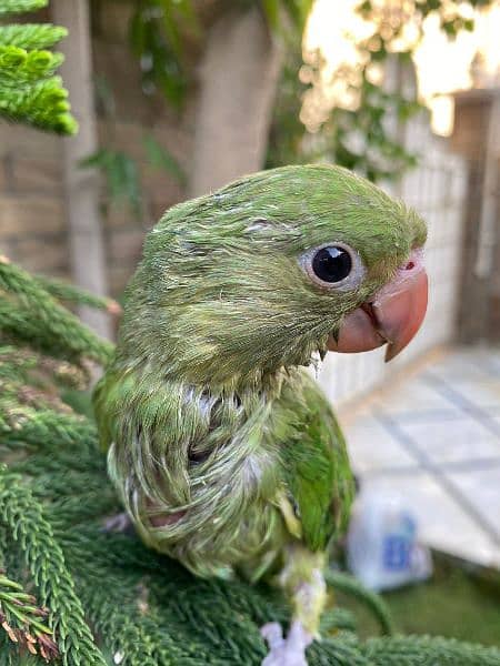 Green Ringneck Tota for sale at best price!! 2