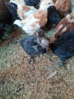 Hen for sale