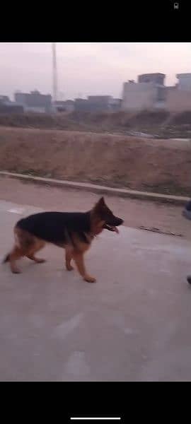 German shepherd breeder female available for sale 3