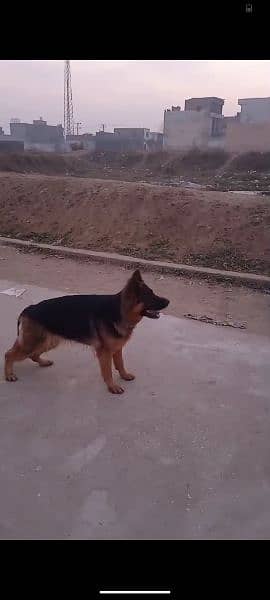 German shepherd breeder female available for sale 4