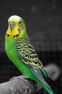 Australian Parrots/Budgies of Green, Yellow and Blue Colors.