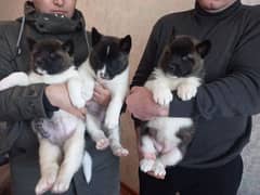 American akita puppies available for sale