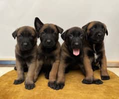 Belgium millions puppies available for sale