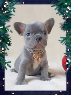 French bulldog puppies available for sale