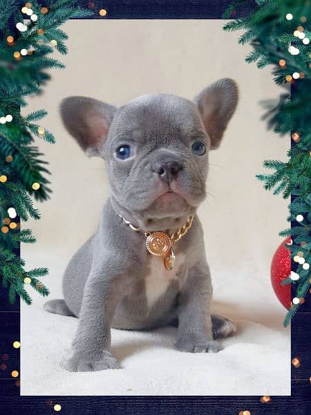 French bulldog puppies available for sale 0