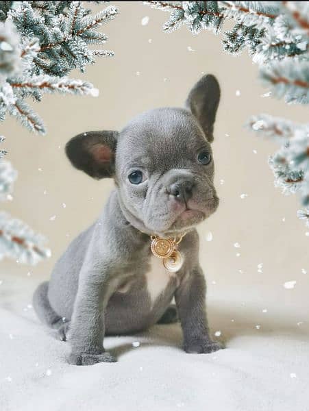 French bulldog puppies available for sale 1