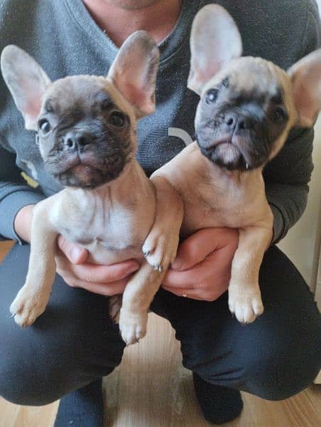 French bulldog puppies available for sale 2