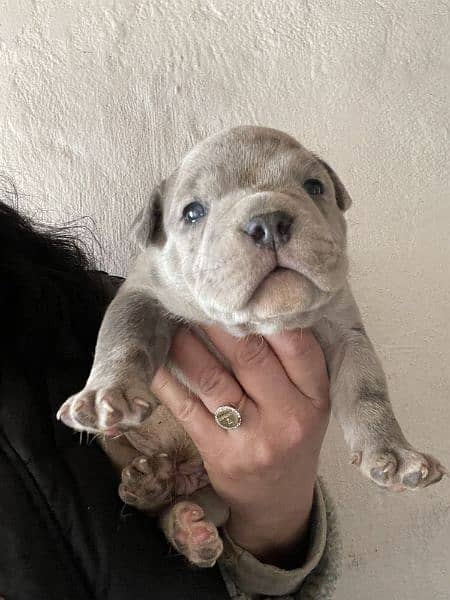 French bulldog puppies available for sale 3