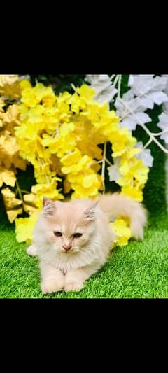 Persian cat Light brown (Pan color) triple coat