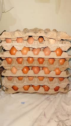 Desi eggs 445 per dozen