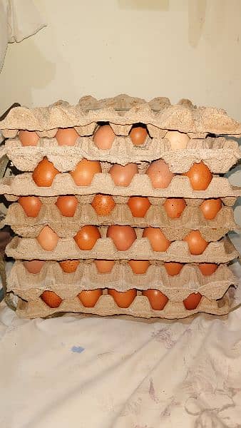 Desi eggs 480 per dozen 0