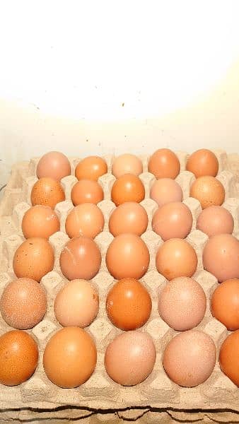 Desi eggs 480 per dozen 1