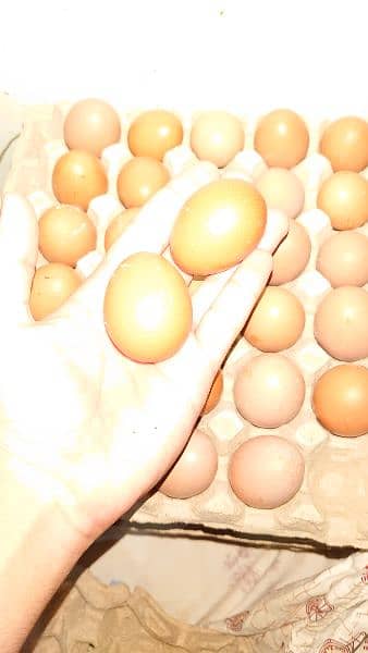 Desi eggs 480 per dozen 2