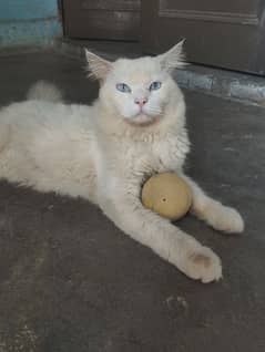 Persian Male Cat Pure White Color