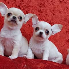 imported pocket chihuahua puppies available for sale